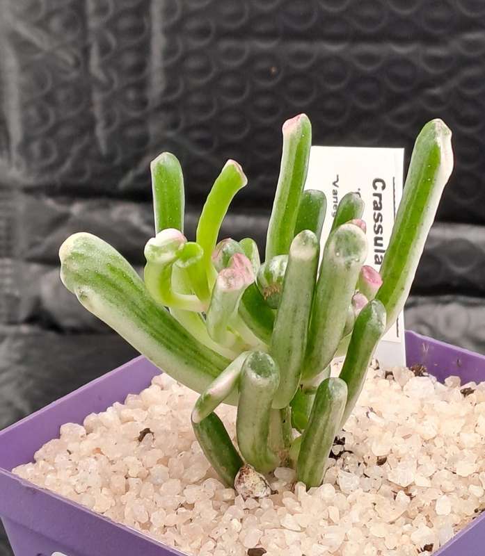Crassula ovata 'Gollum' f. variegata- Variegated Shreks Ears (Free Gift with any Order)