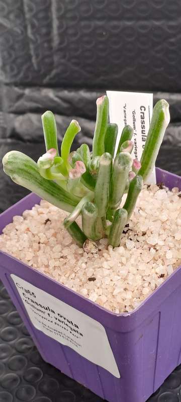 Crassula ovata 'Gollum' f. variegata- Variegated Shreks Ears (Free Gift with any Order)