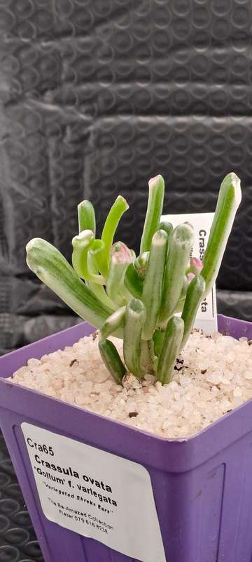 Crassula ovata 'Gollum' f. variegata- Variegated Shreks Ears (Free Gift with any Order)