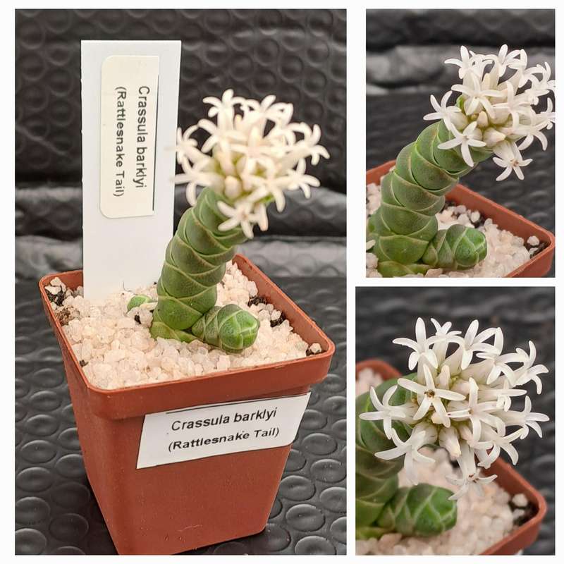 Crassula barklyi (Rattlesnake Tail)(Free Gift with any Order)