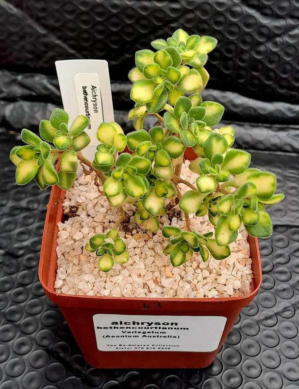 Aichryson bethencourtianum Variegatum (Australia)(Live Plant)