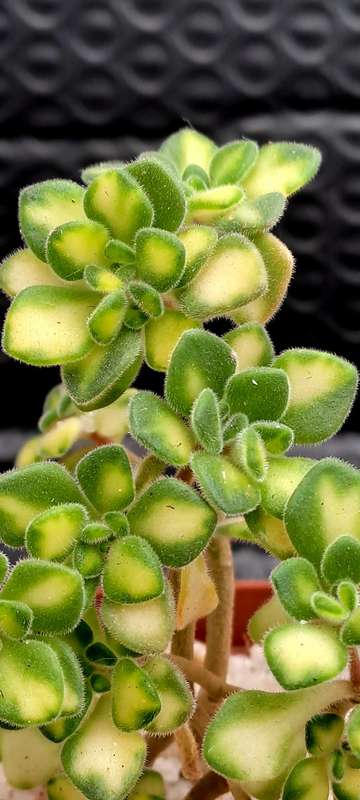 Aichryson bethencourtianum Variegatum (Australia)(Live Plant)