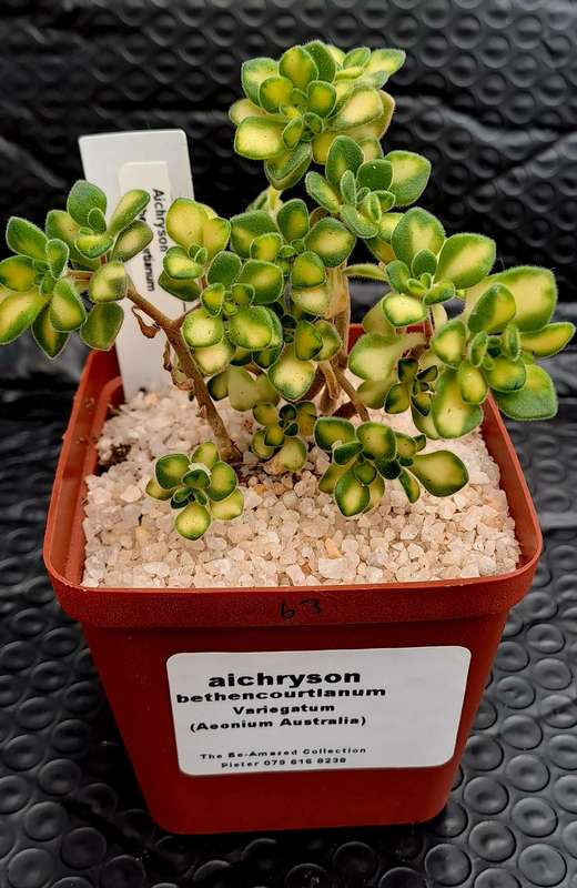 Aichryson bethencourtianum Variegatum (Australia)(Live Plant)