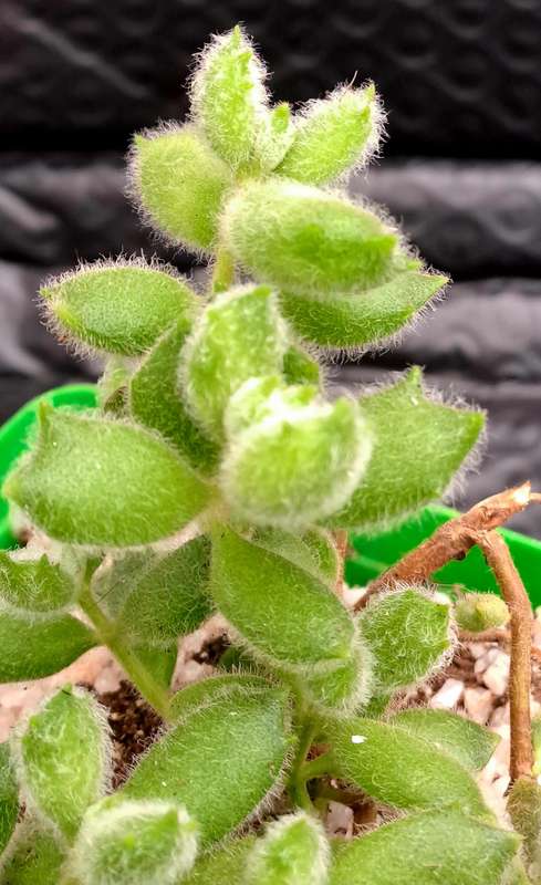 Cotyledon Tormentosa Cat Paws (Live Plant) Free gift with any order