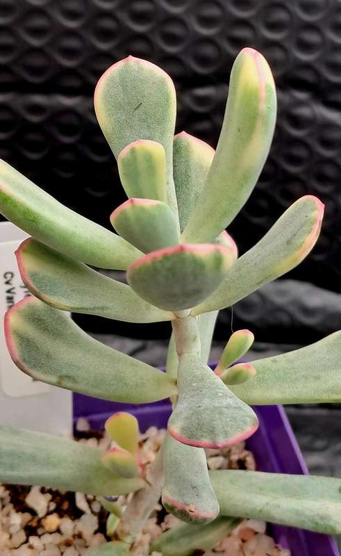 Rare Cotyledon Orbiculata Variegata(Live Plant) Free gift with any order