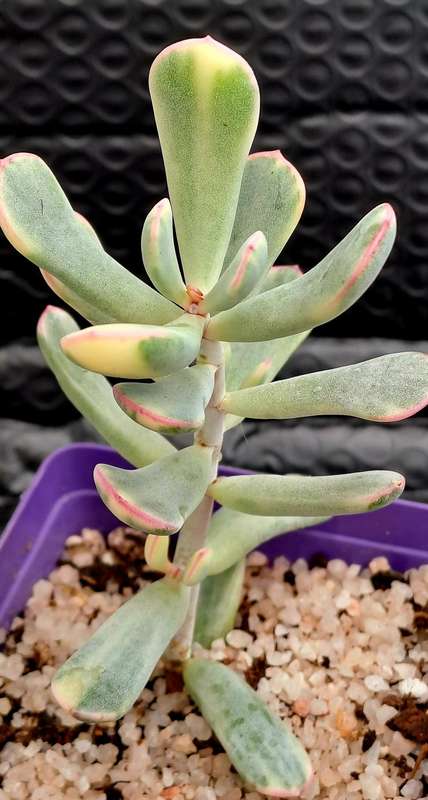 Rare Cotyledon Orbiculata Variegata(Live Plant) Free gift with any order