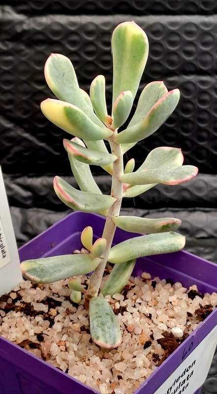 Rare Cotyledon Orbiculata Variegata(Live Plant) Free gift with any order