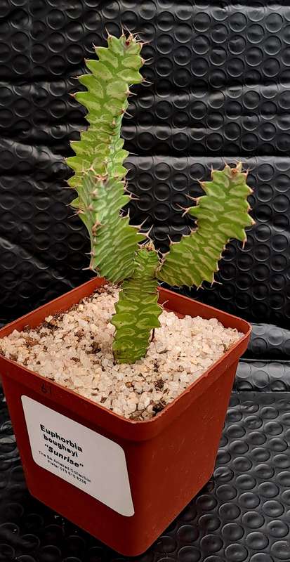 Rare !!! Euphorbia bougheyi "Sunrise"