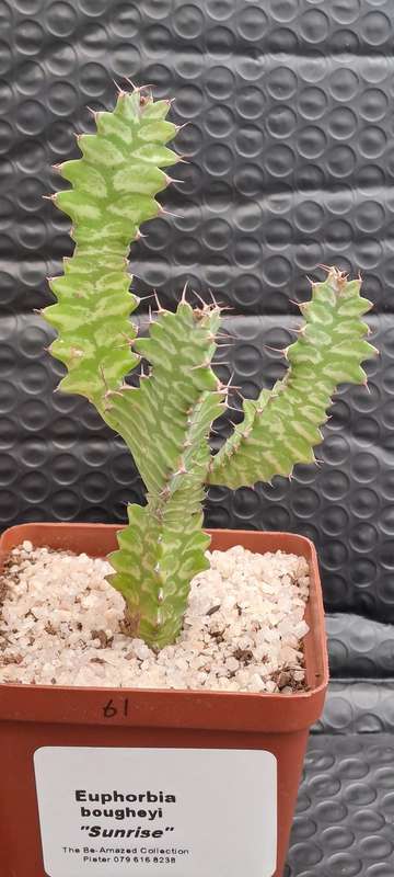 Rare !!! Euphorbia bougheyi "Sunrise"