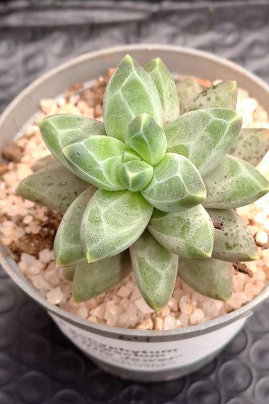 Pachyphytum compactum "Little Jewel" (Live Plant)
