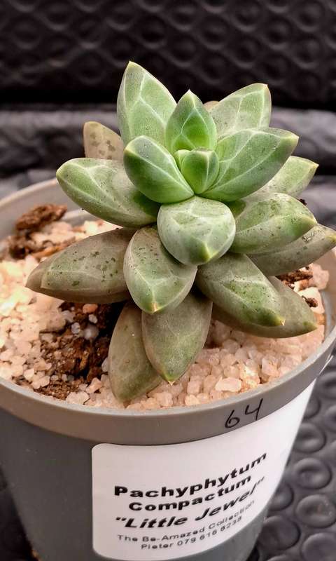 Pachyphytum compactum "Little Jewel" (Live Plant)