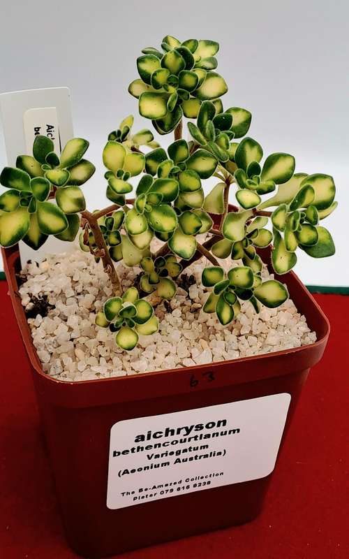 Aichryson bethencourtianum Variegatum (Australia)(Live Plant)