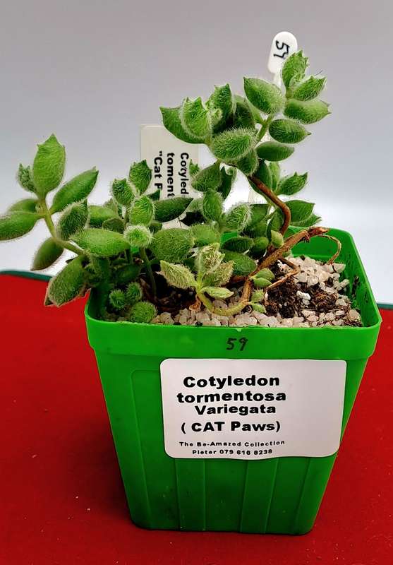 Cotyledon Tormentosa Cat Paws (Live Plant) Free gift with any order