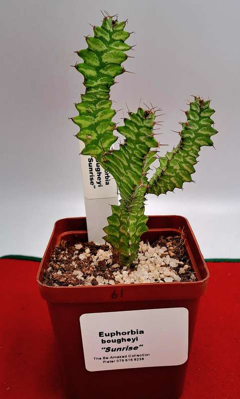 Rare !!! Euphorbia bougheyi "Sunrise"