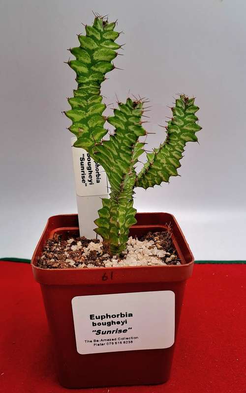 Rare !!! Euphorbia bougheyi "Sunrise"
