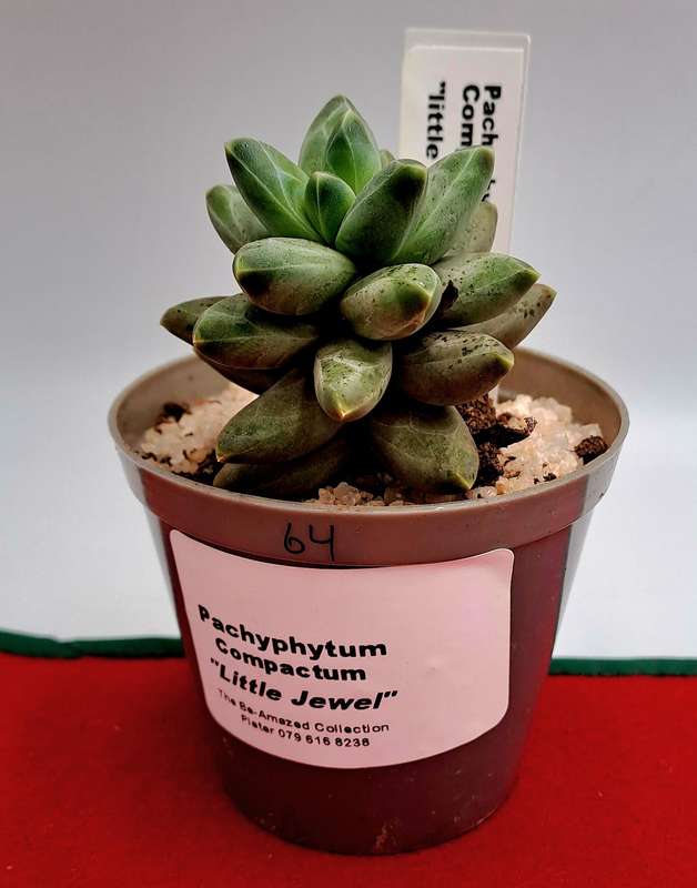 Pachyphytum compactum "Little Jewel" (Live Plant)