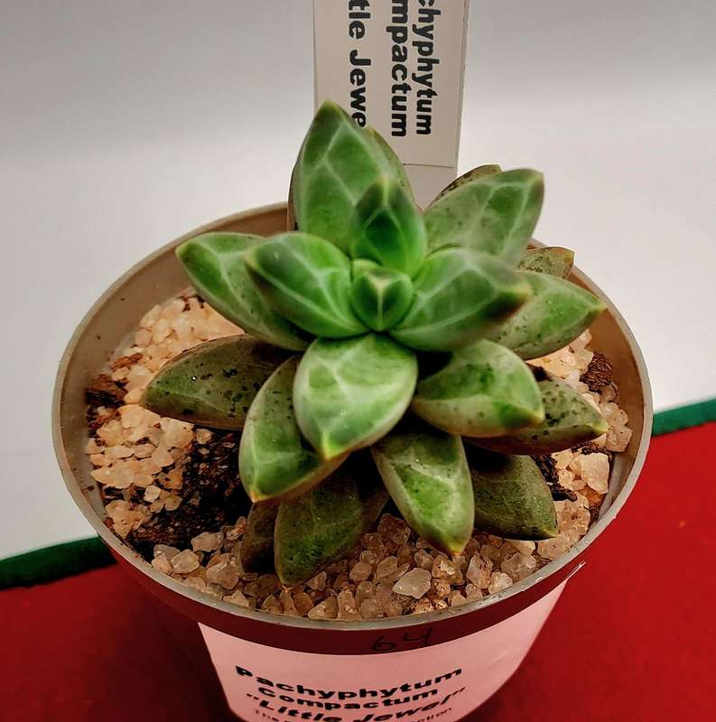 Pachyphytum compactum "Little Jewel" (Live Plant)