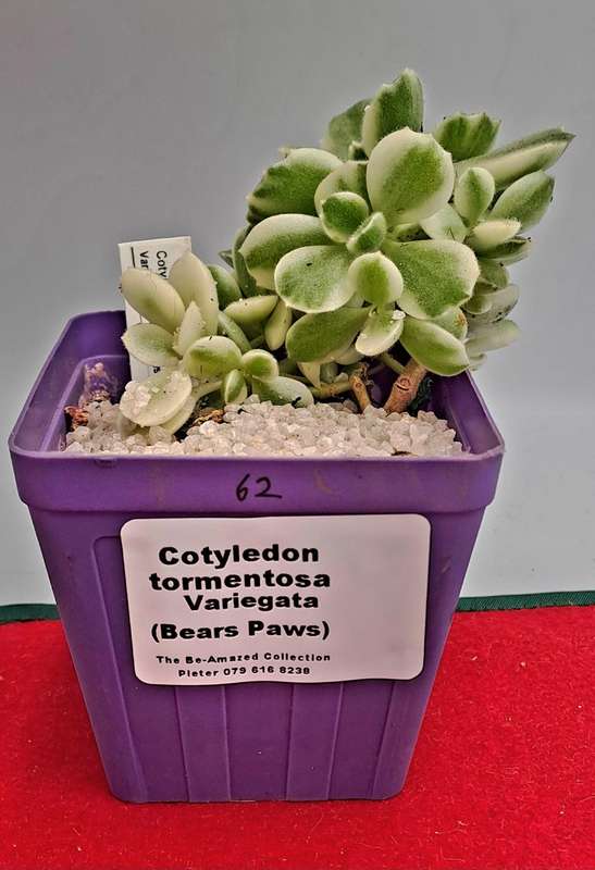 Cotyledon Tormentosa Bears Paws (Live Plant) Free gift with any order
