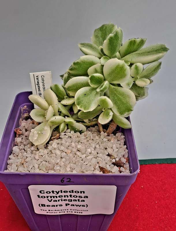 Cotyledon Tormentosa Bears Paws (Live Plant) Free gift with any order
