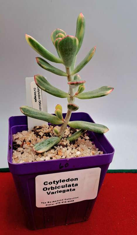 Rare Cotyledon Orbiculata Variegata(Live Plant) Free gift with any order