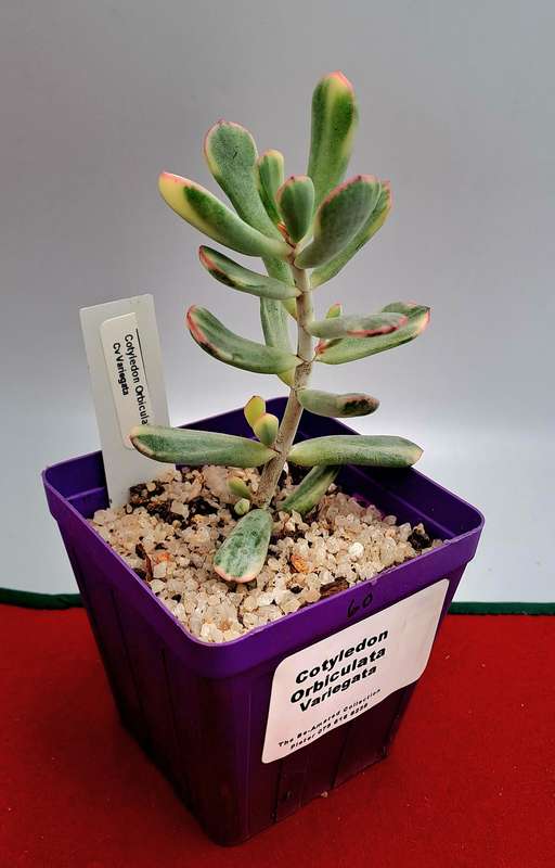 Rare Cotyledon Orbiculata Variegata(Live Plant) Free gift with any order