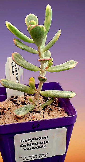 Rare Cotyledon Orbiculata Variegata(Live Plant) Free gift with any order