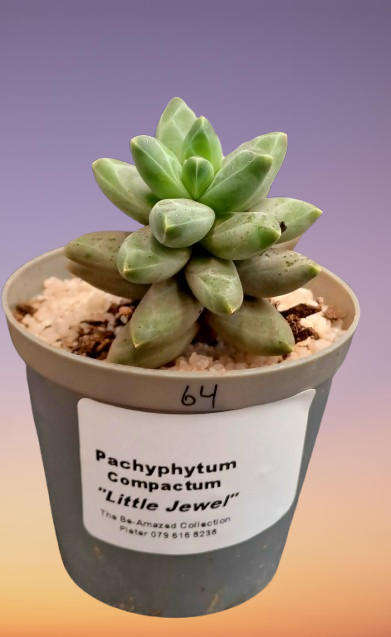 Pachyphytum compactum "Little Jewel" (Live Plant)