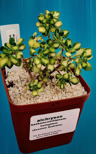 Aichryson bethencourtianum Variegatum (Australia)(Live Plant)