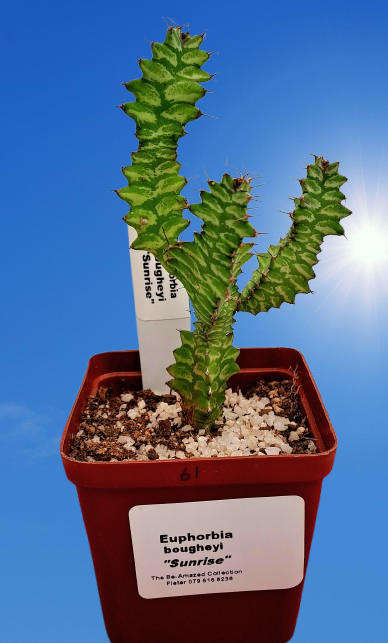 Rare !!! Euphorbia bougheyi "Sunrise"