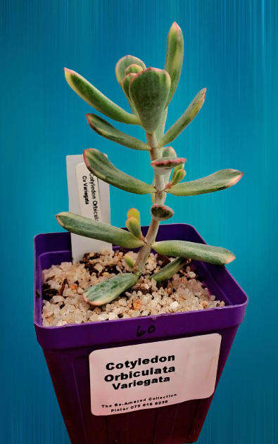 Rare Cotyledon Orbiculata Variegata(Live Plant) Free gift with any order