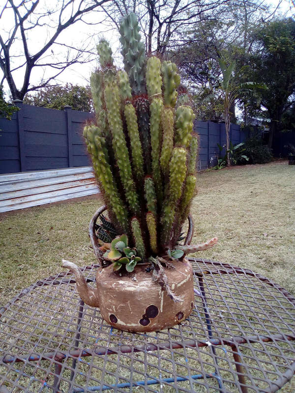 Kettle  succulent variety