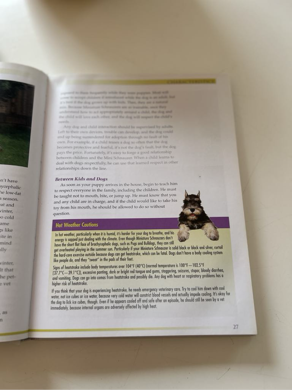 The Miniature Schnauzer