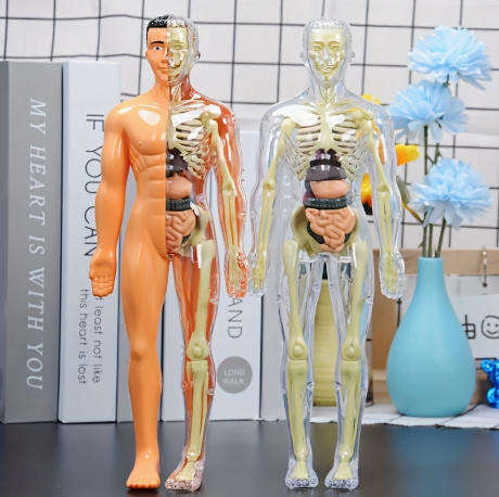 30-Piece Human Anatomy Model Set
