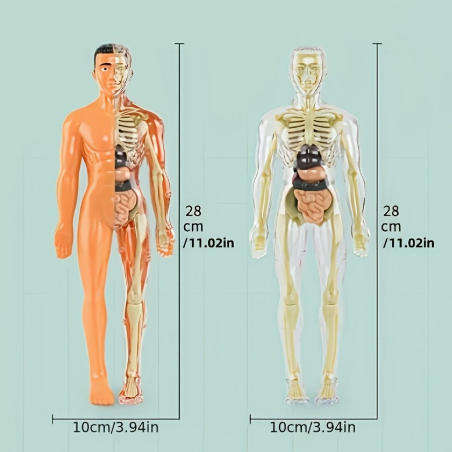 30-Piece Human Anatomy Model Set
