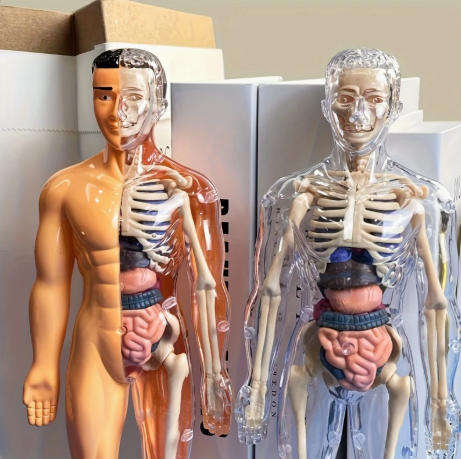 30-Piece Human Anatomy Model Set