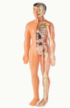 30-Piece Human Anatomy Model Set