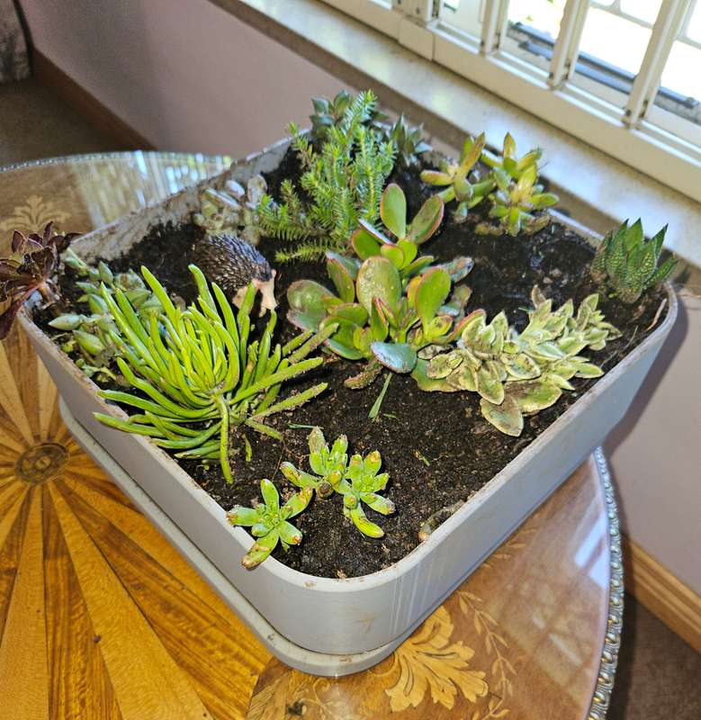 Planters tray