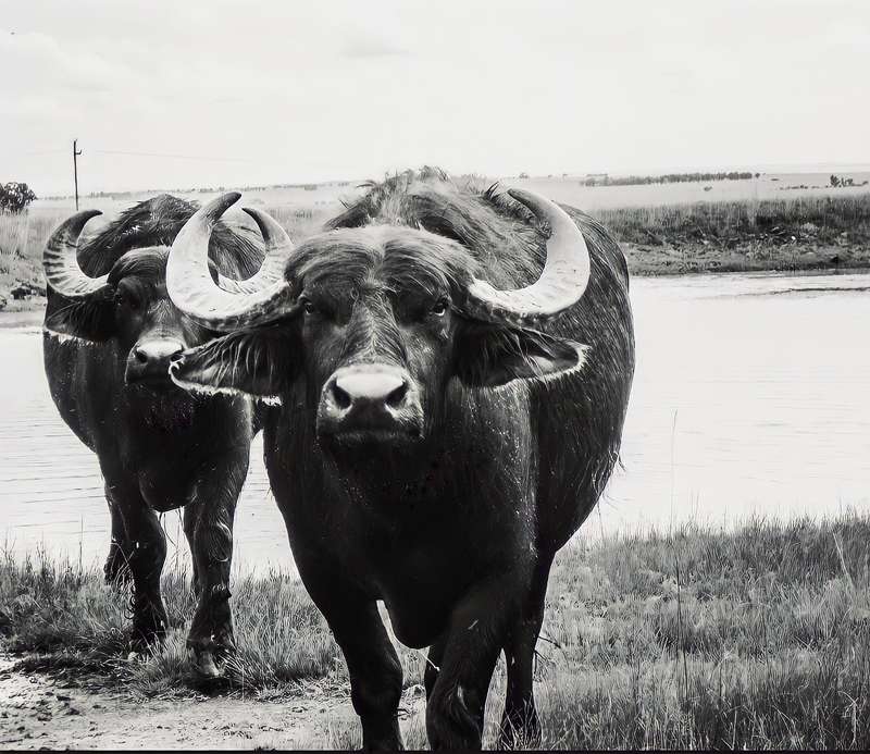 Original Photography A3 Printed Canvas Wall Art "Wild Animals in Africa""