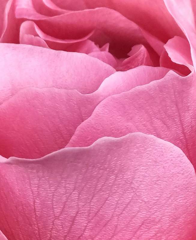 Original Photography A3 Printed Canvas Wall Art "Pink Rose Petals"