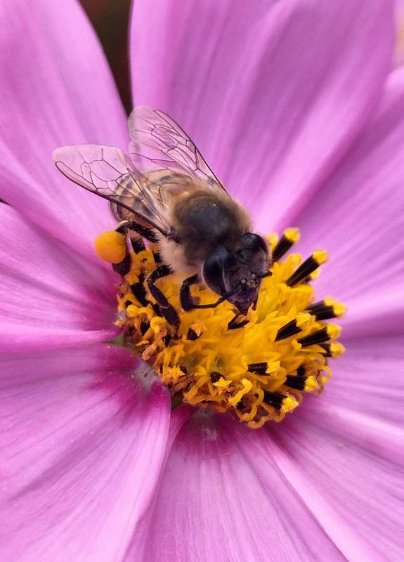 Original Photography A3 Printed Canvas Wall Art "The bee's knees"