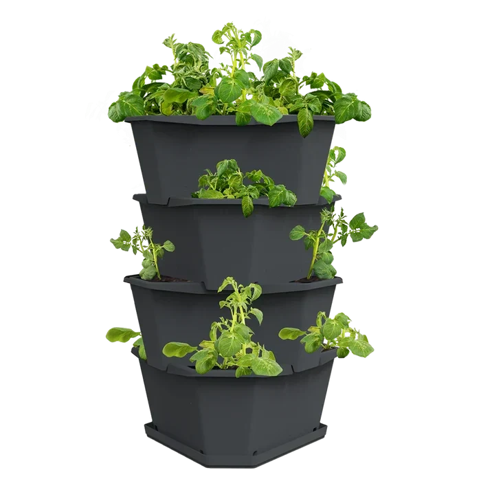 Gusta Paul Potato Grey Planter