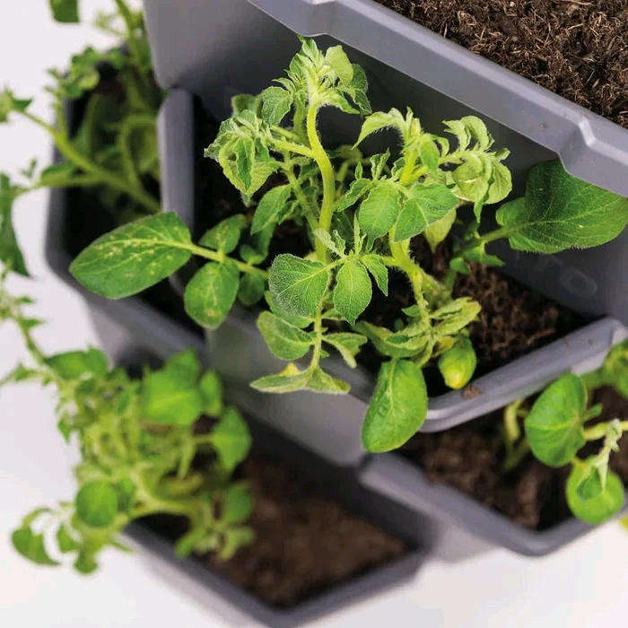 Gusta Paul Potato Grey Planter