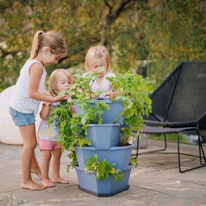 Gusta Paul Potato Grey Planter