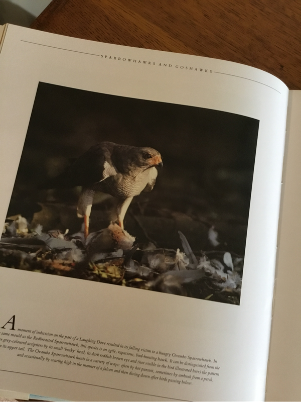 Southern African Birds Of Prey