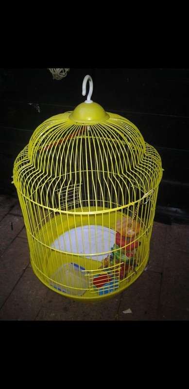 daro daisy bird cage