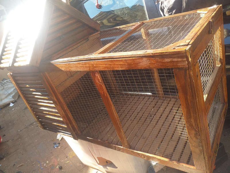 Large rabbit case