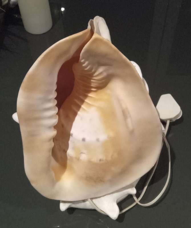 Vintage Seashell Lamp RARE