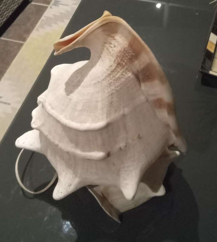 Vintage Seashell Lamp RARE