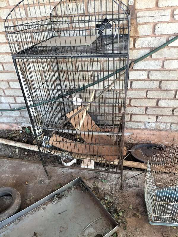 Parrot cage