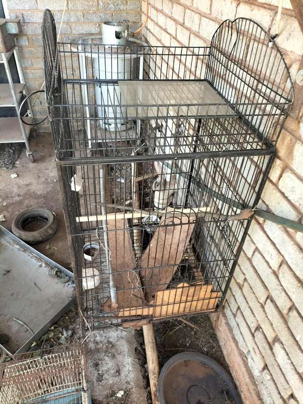 Parrot cage